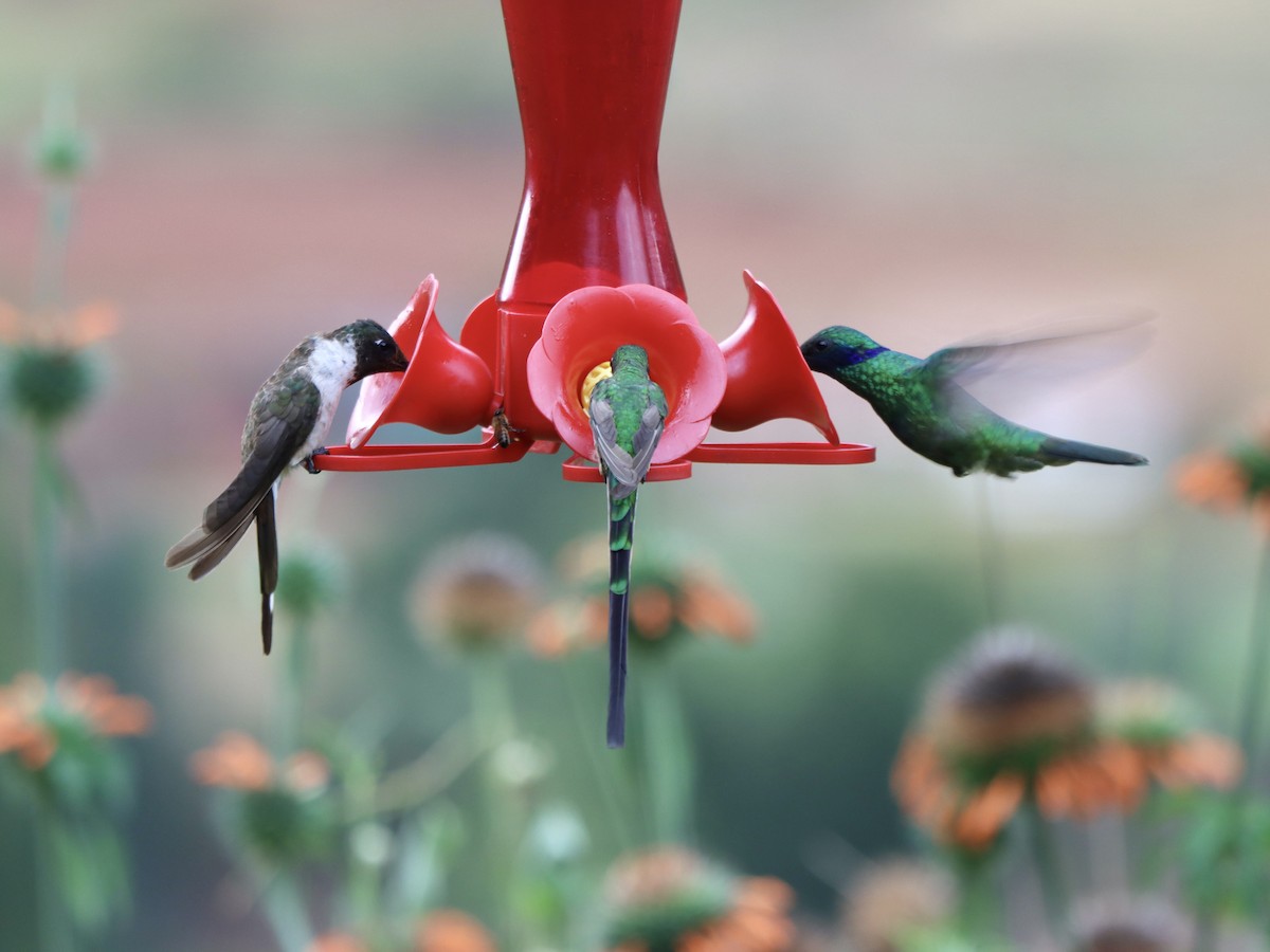 kolibřík výšinový - ML618697172