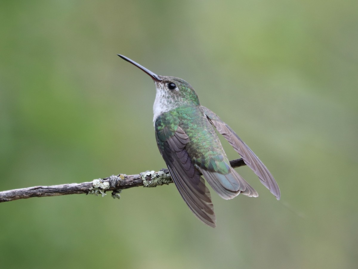 kolibřík zelenobílý - ML618697180
