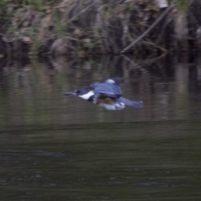 Belted Kingfisher - ML618697194