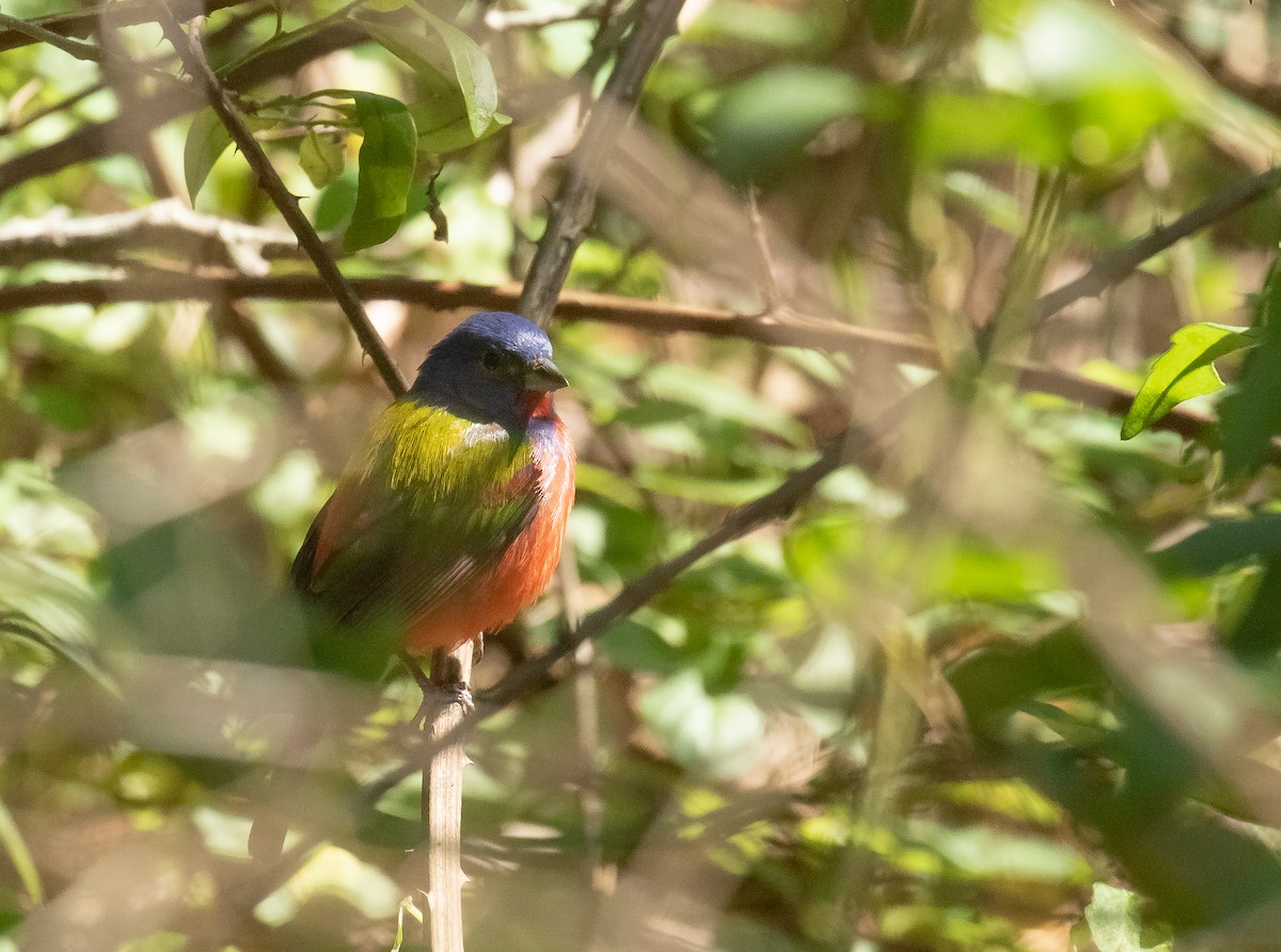 Painted Bunting - ML618697215