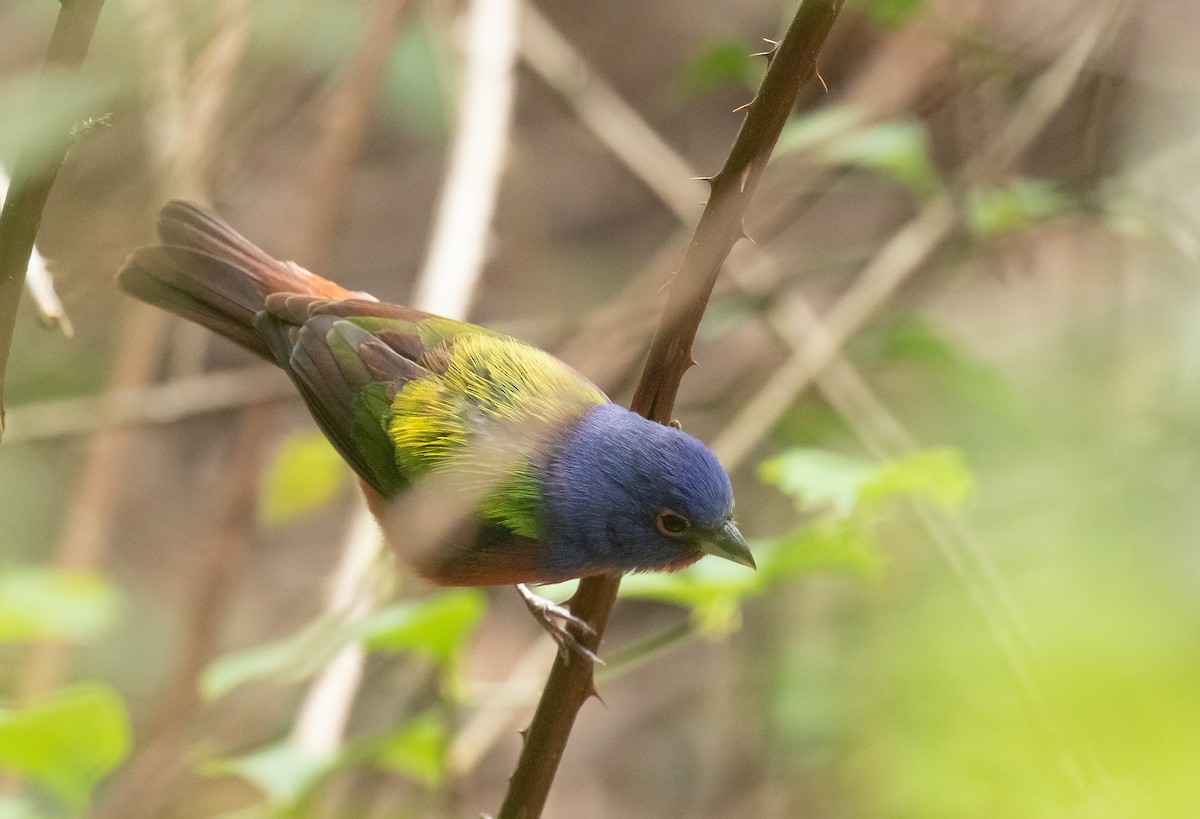 Painted Bunting - ML618697218