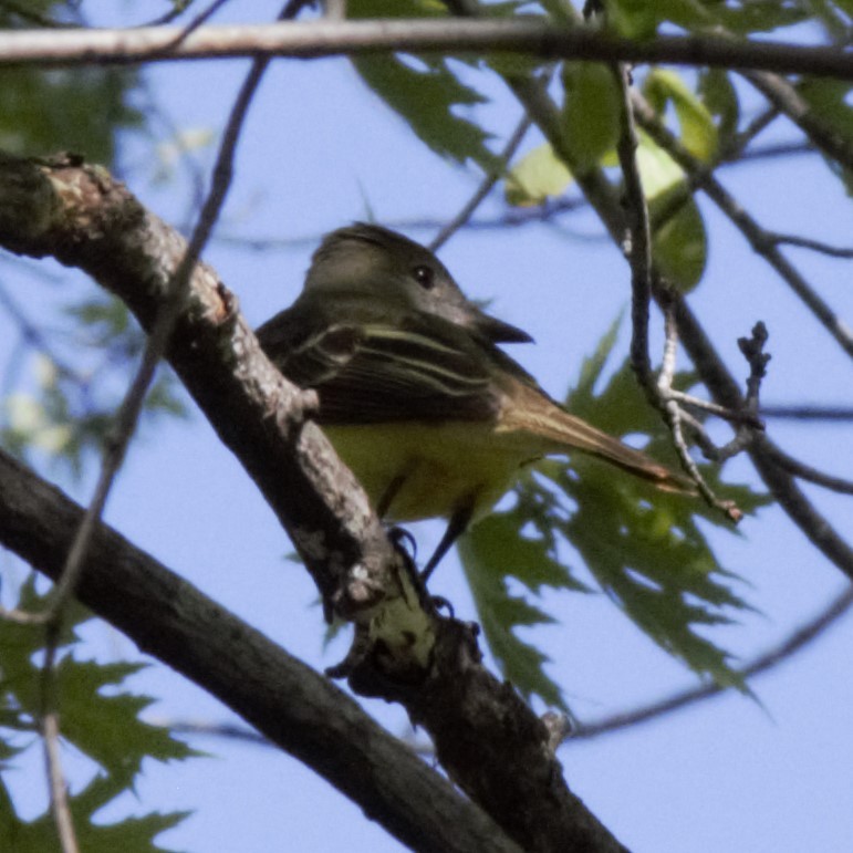 Great Crested Flycatcher - ML618697224