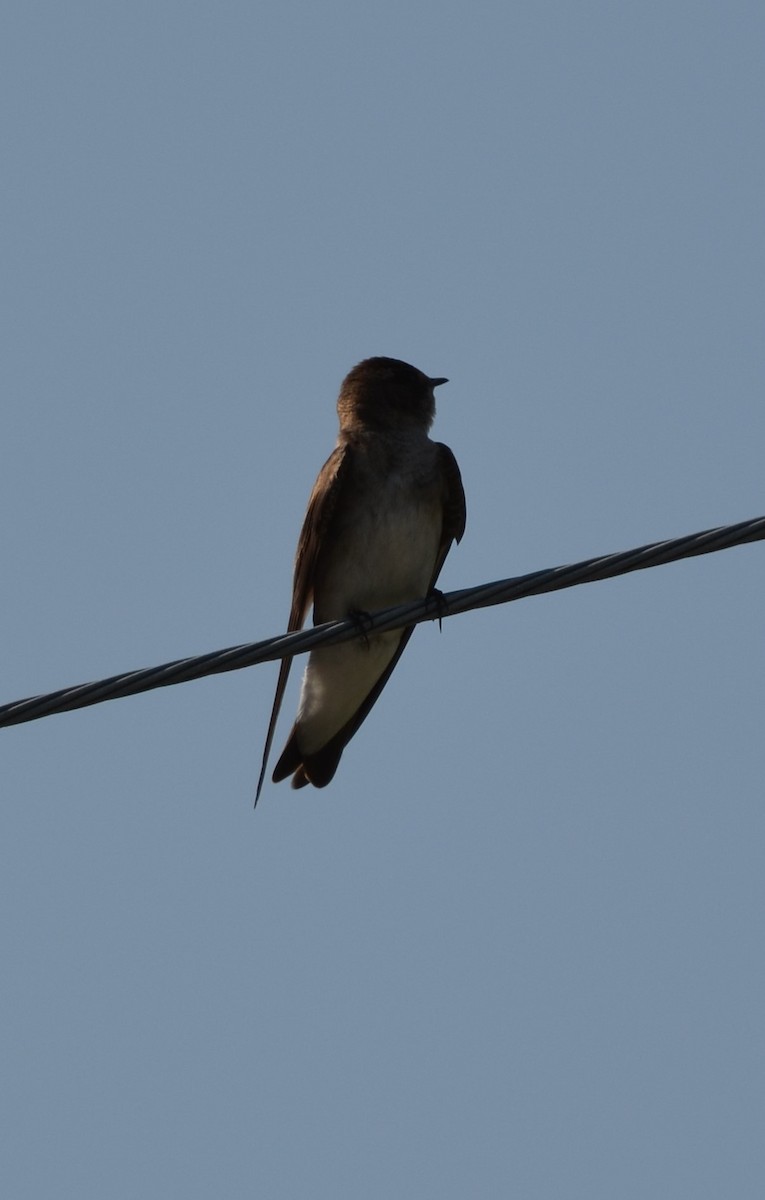 Northern Rough-winged Swallow - ML618697228