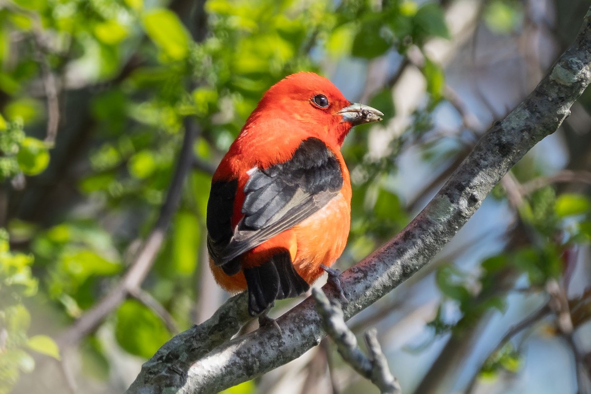 Scarlet Tanager - ML618697229