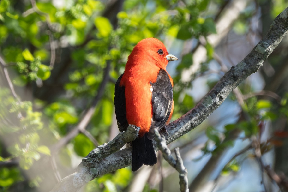 Scarlet Tanager - ML618697230