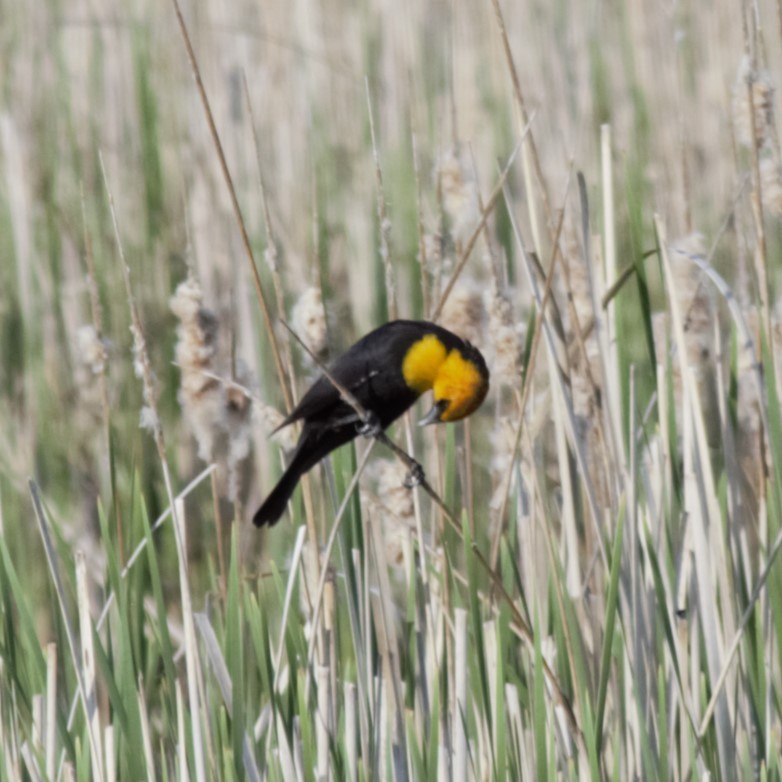 Yellow-headed Blackbird - ML618697231