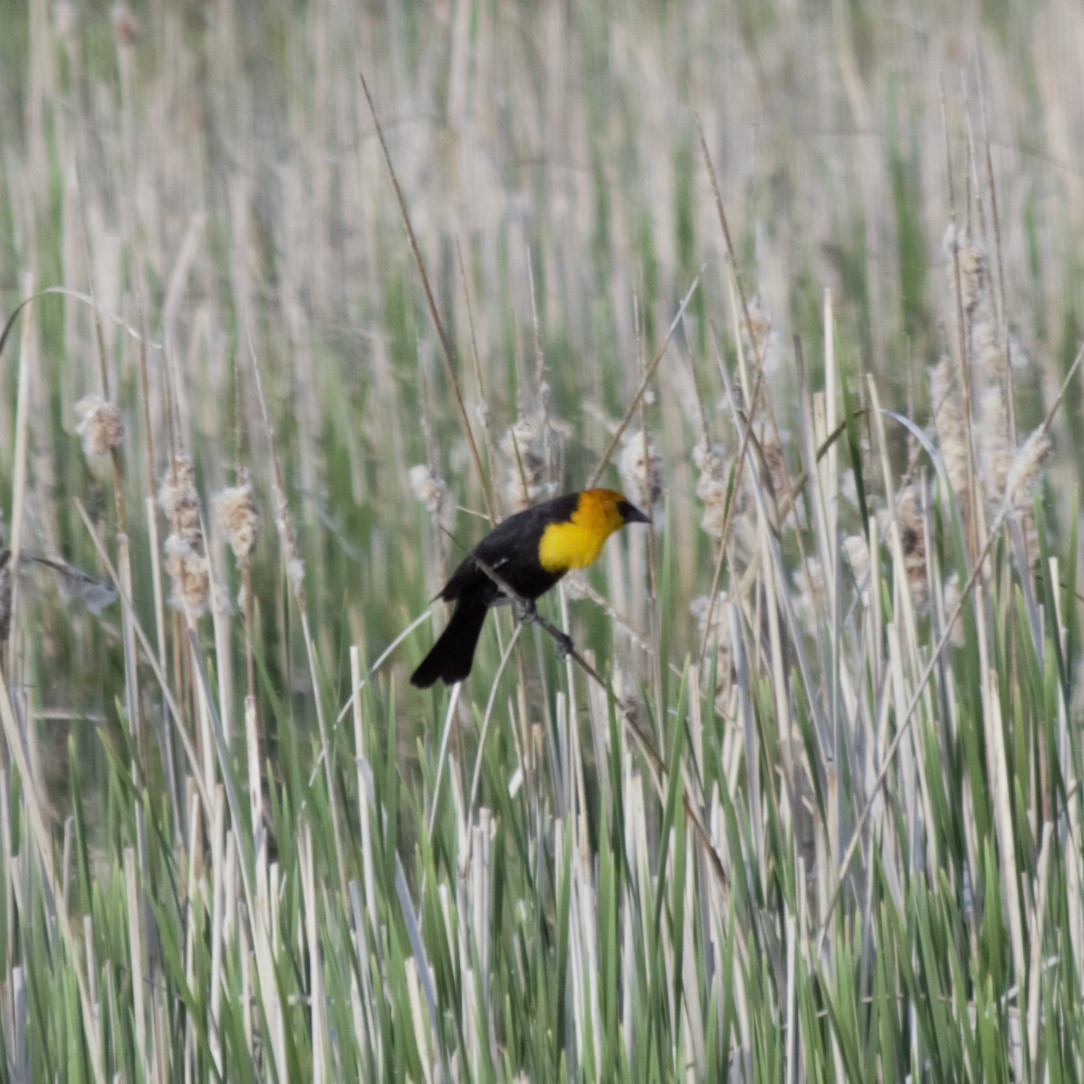 Yellow-headed Blackbird - ML618697232