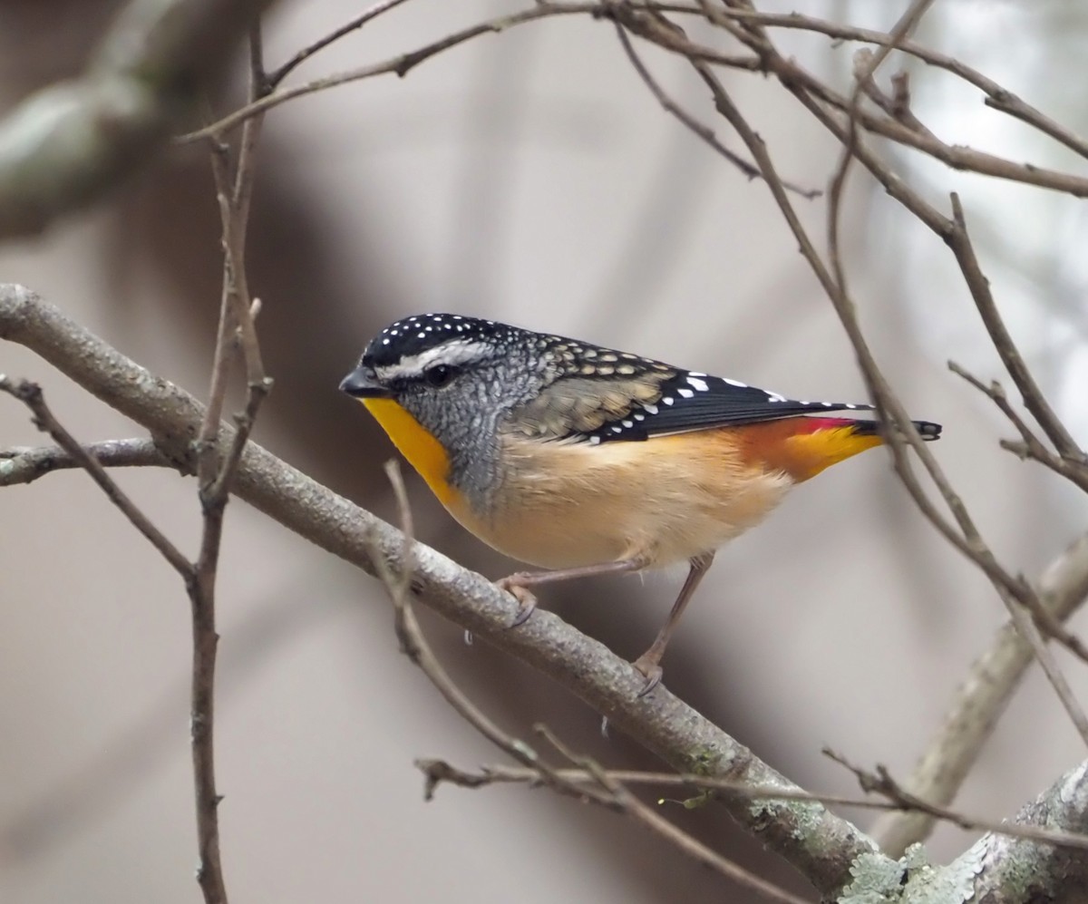 Spotted Pardalote - ML618697236