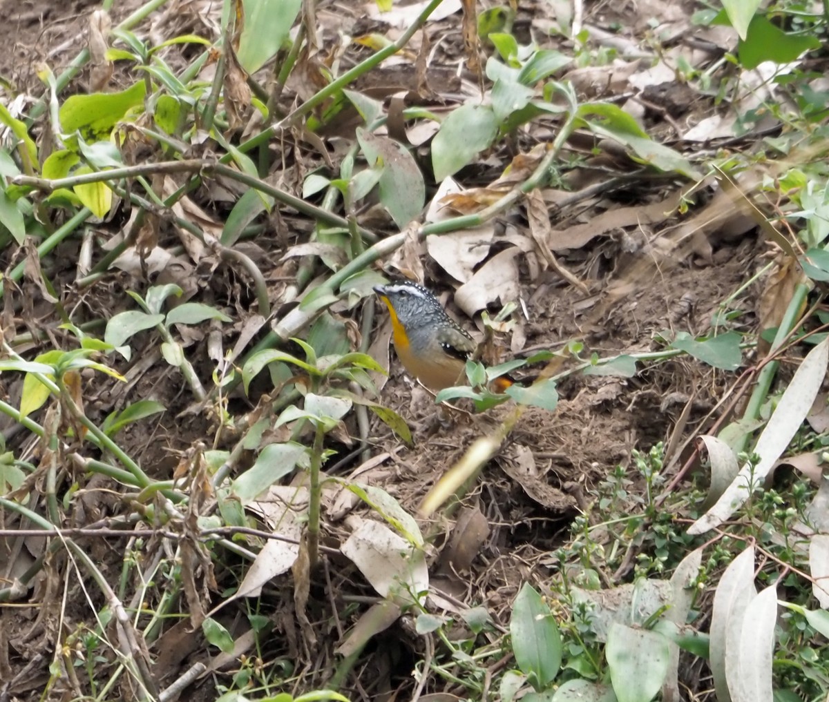 Spotted Pardalote - ML618697237