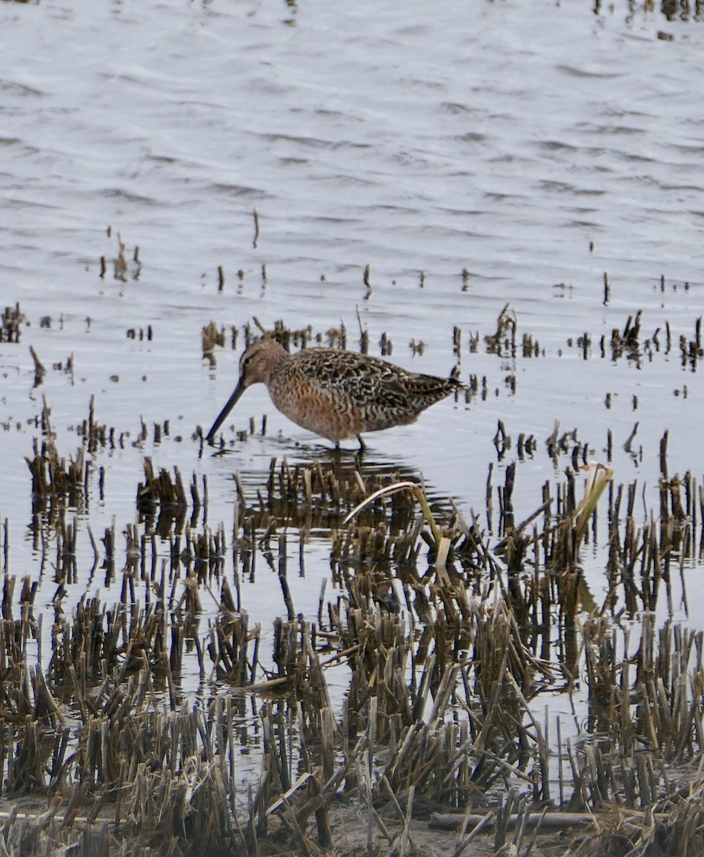 Long-billed Dowitcher - ML618697259
