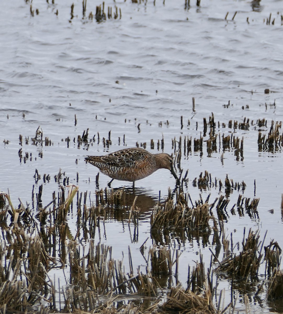 Long-billed Dowitcher - ML618697261