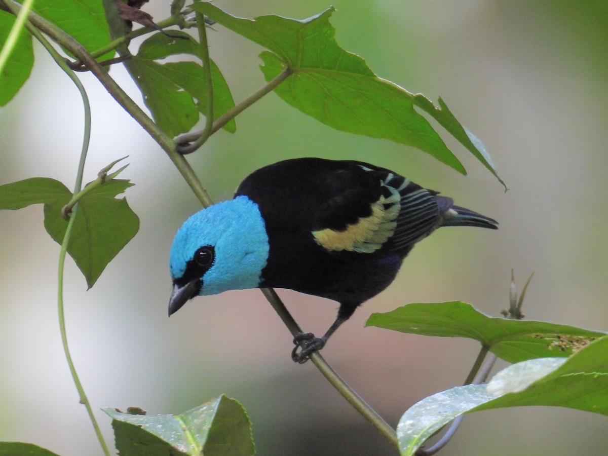 Blue-necked Tanager - ML618697315