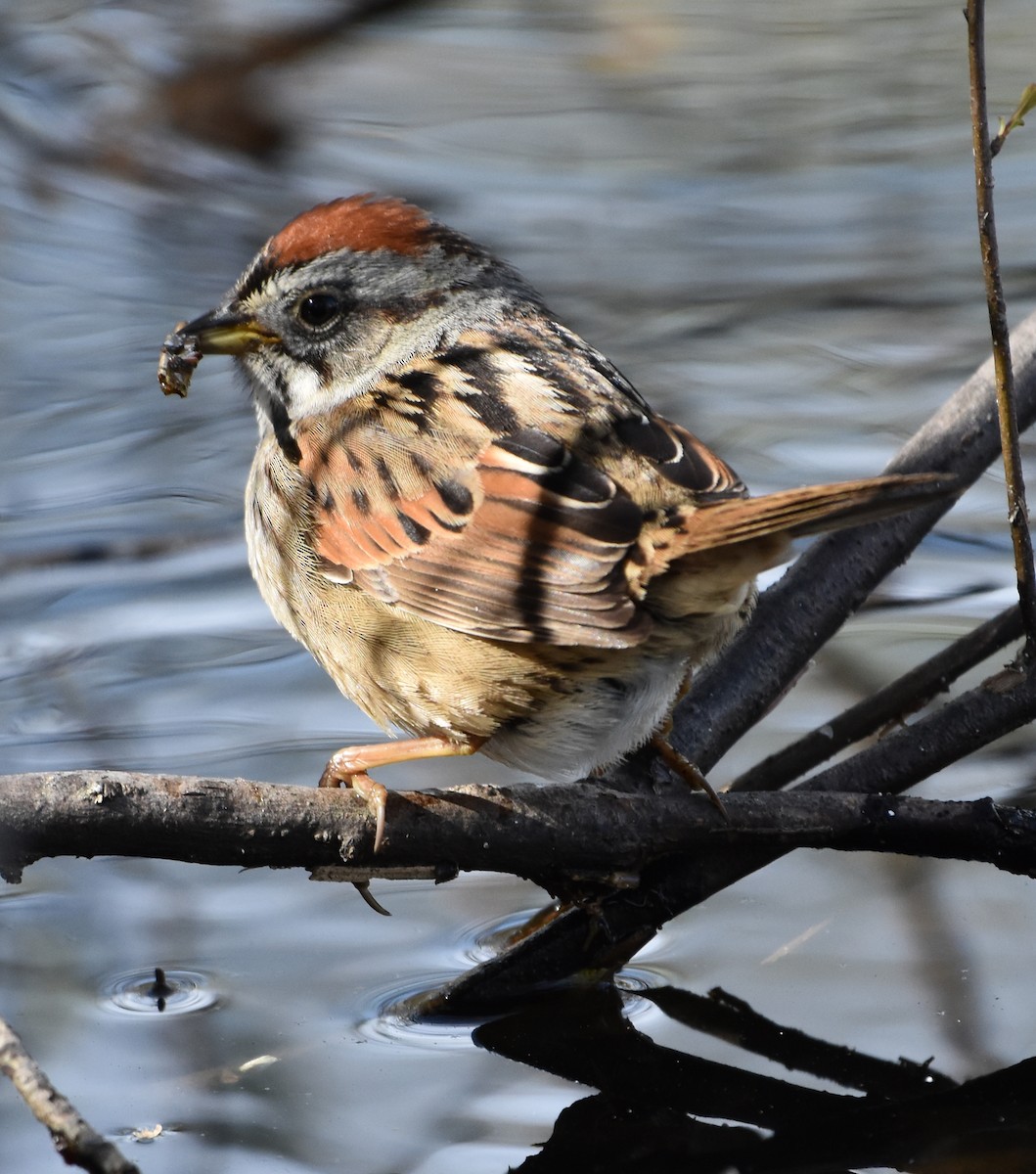 Swamp Sparrow - ML618697327