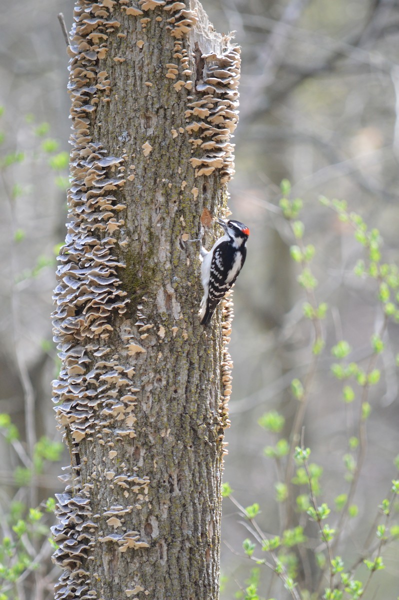Downy Woodpecker - ML618697334