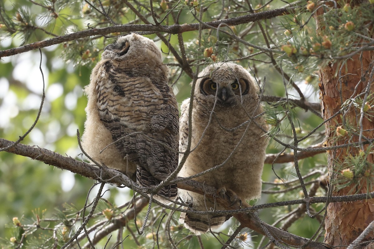 Great Horned Owl - ML618697339