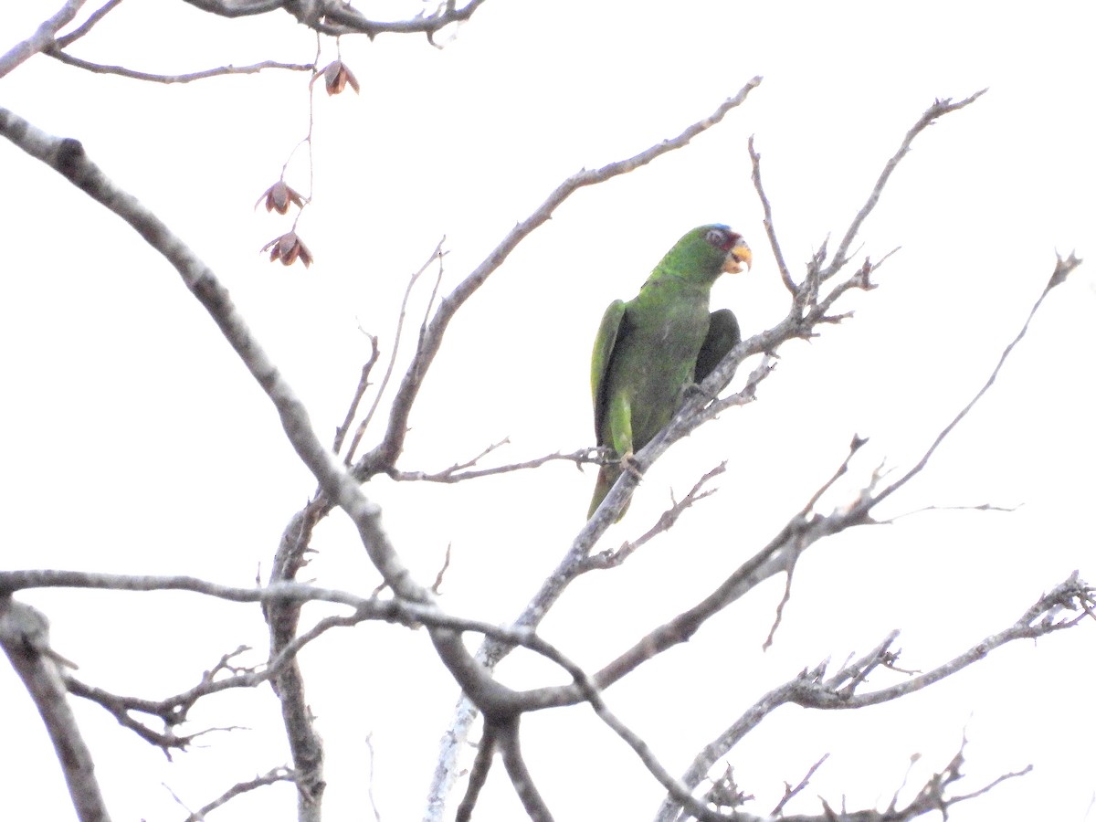 White-fronted Parrot - ML618697345