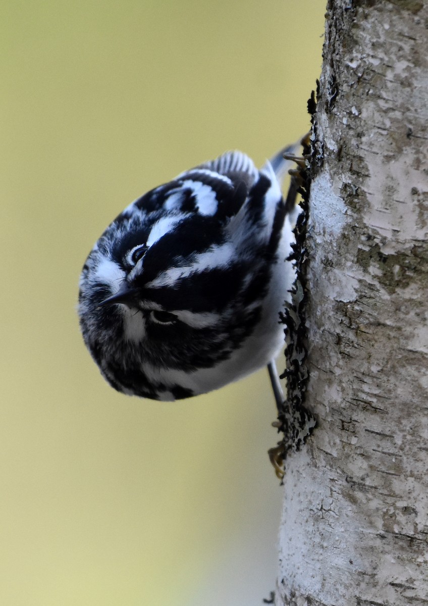 Black-and-white Warbler - ML618697352