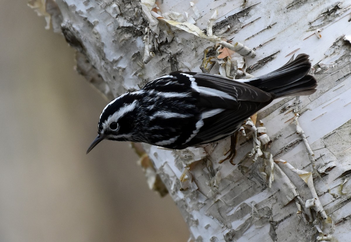 Black-and-white Warbler - ML618697353