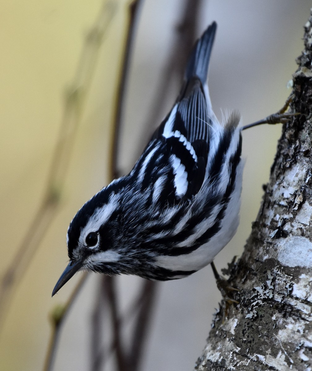 Black-and-white Warbler - ML618697354