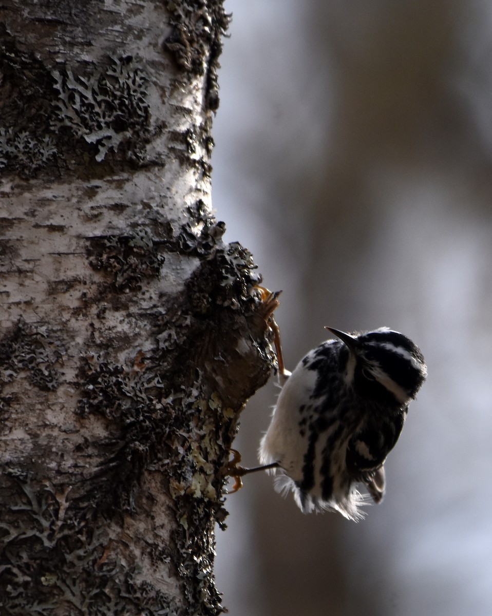 Black-and-white Warbler - ML618697355