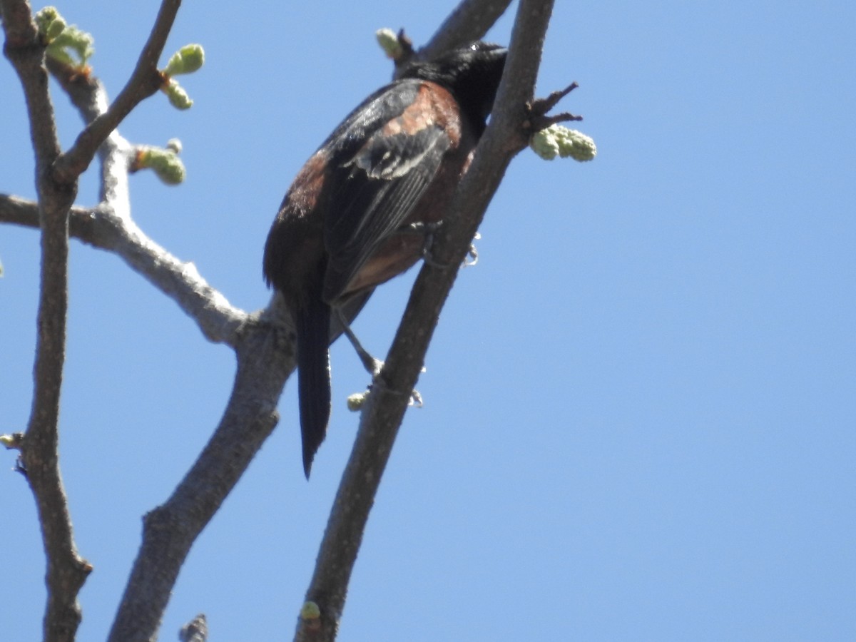 Orchard Oriole - ML618697360