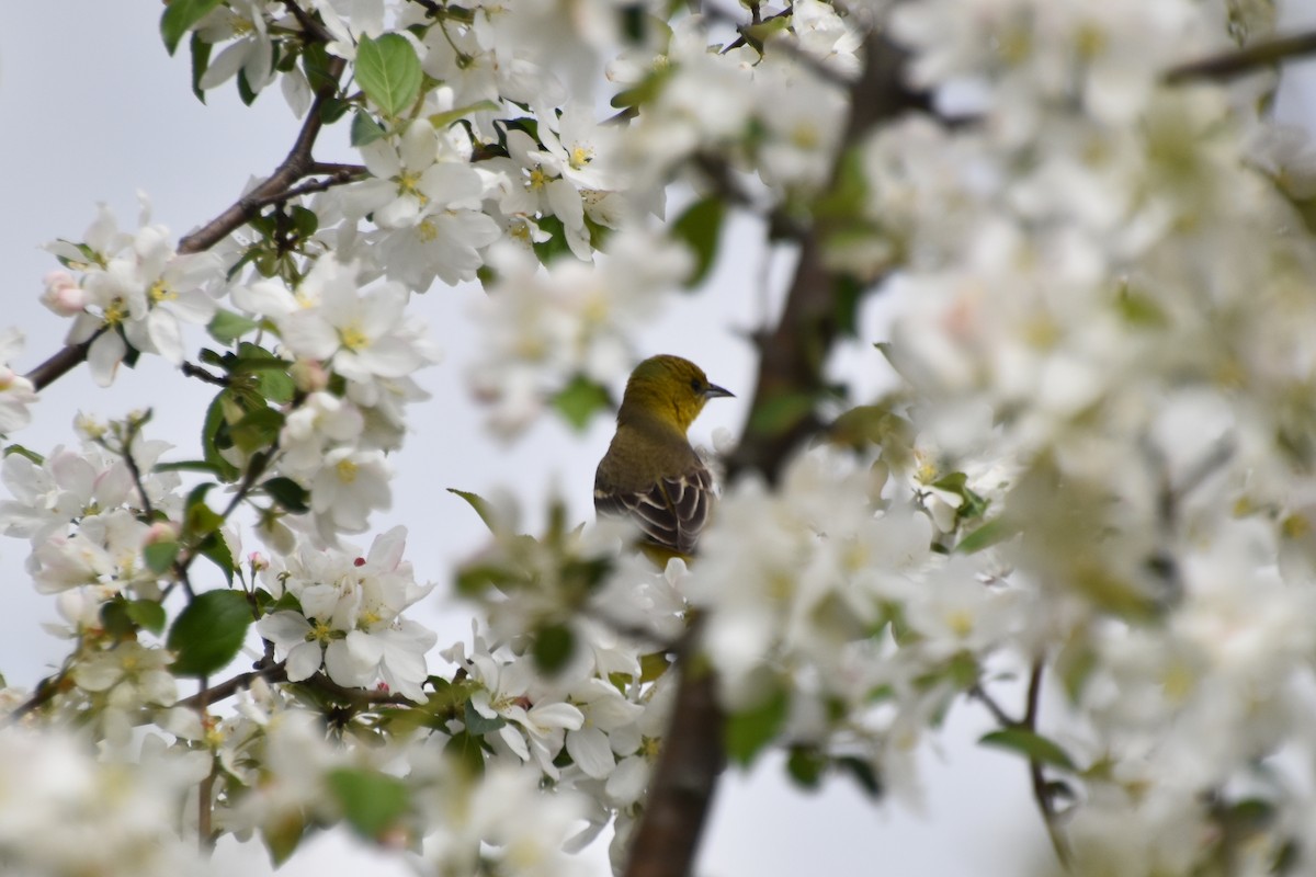 Orchard Oriole - ML618697366