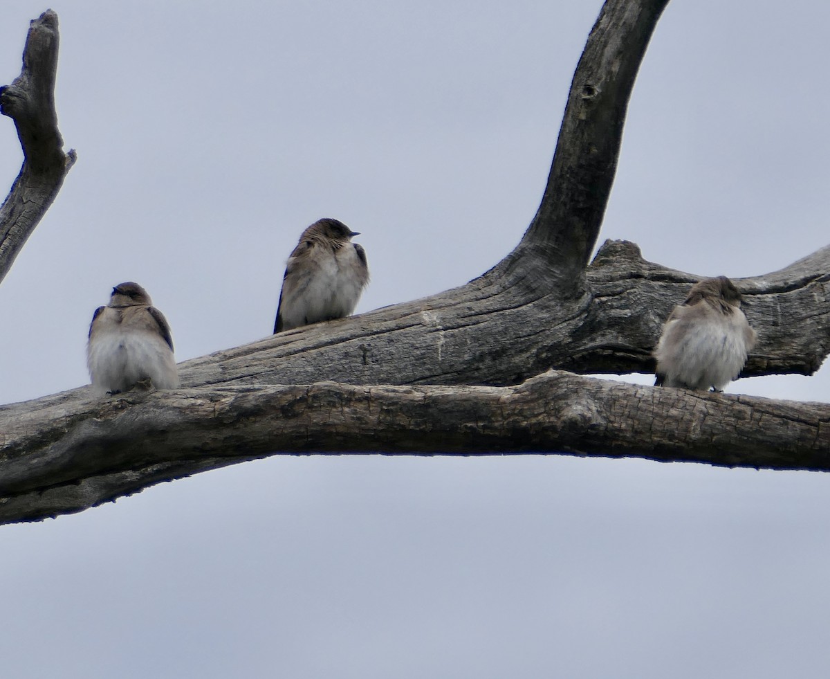 Northern Rough-winged Swallow - Jim St Laurent