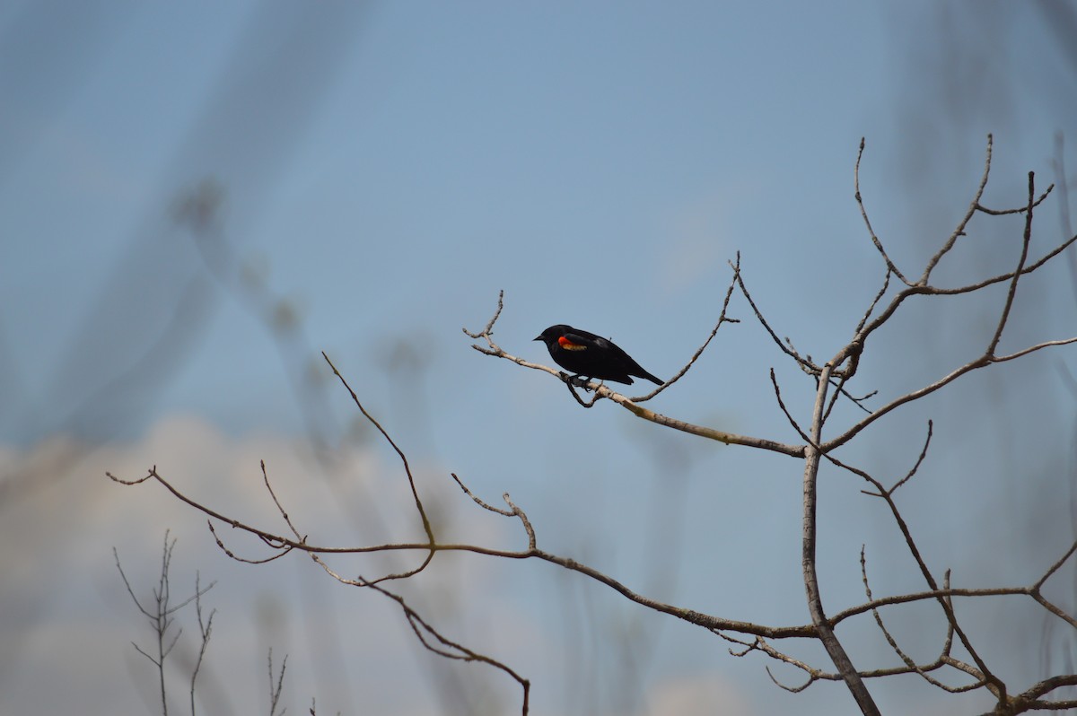 Red-winged Blackbird - ML618697371