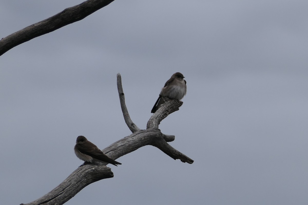 Northern Rough-winged Swallow - ML618697383