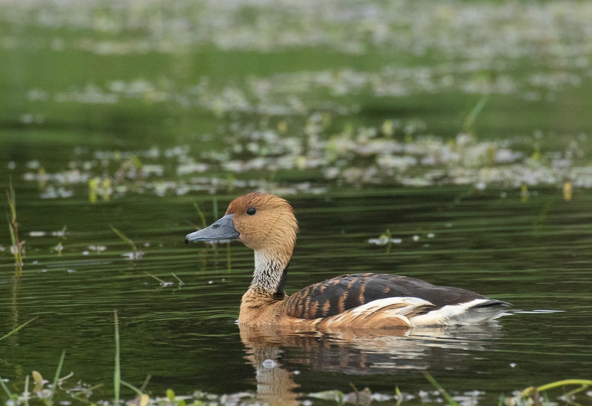 Fulvous Whistling-Duck - Liam Huber