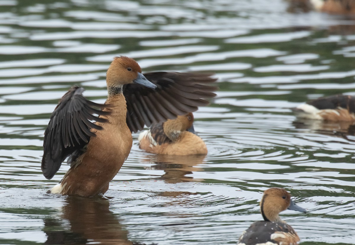 Fulvous Whistling-Duck - Liam Huber