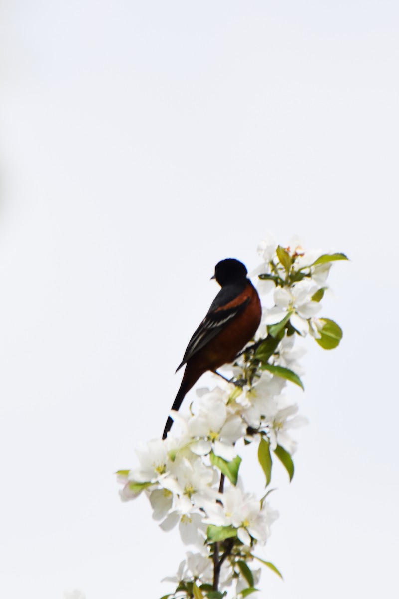 Orchard Oriole - ML618697391