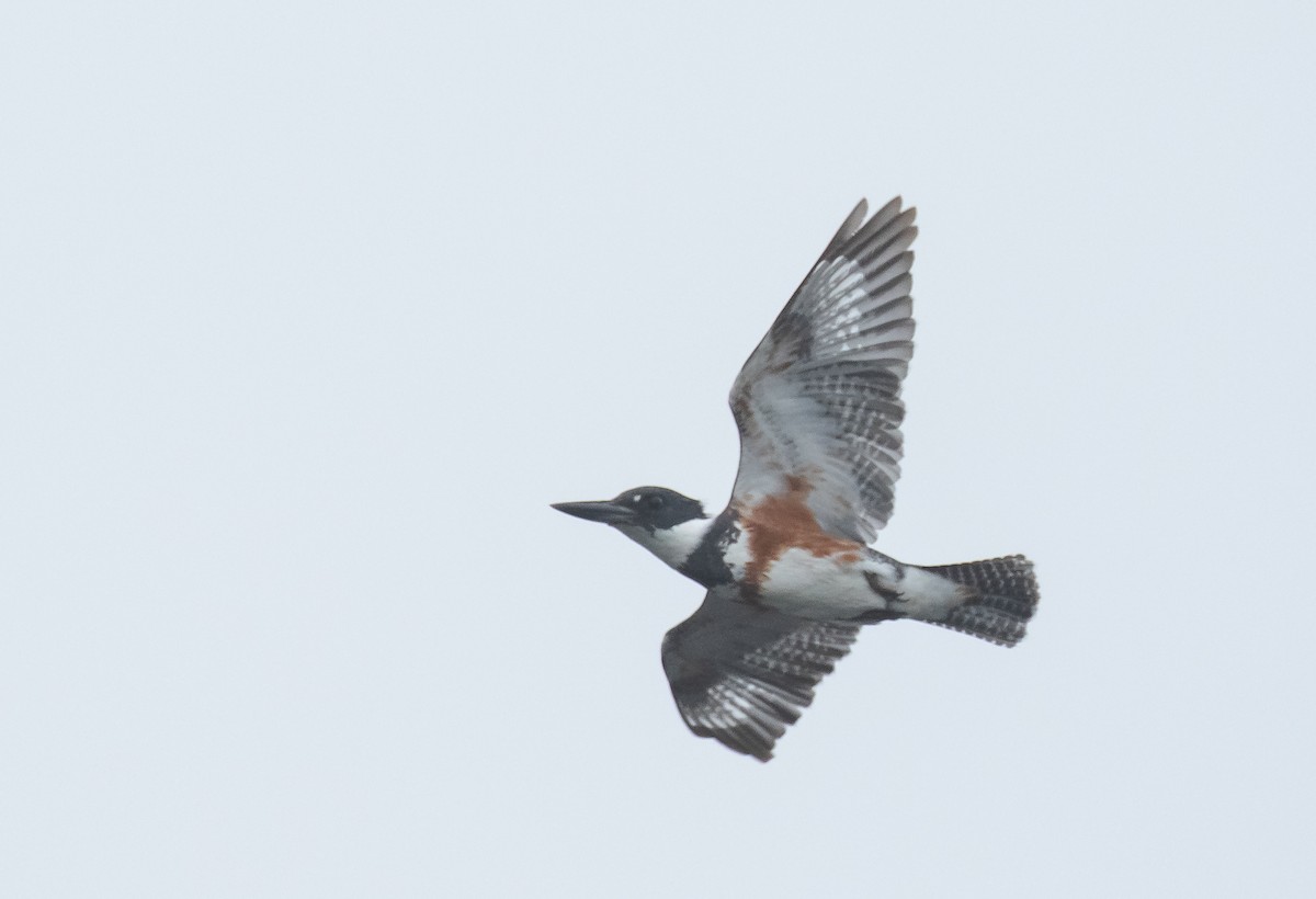 Belted Kingfisher - ML618697412