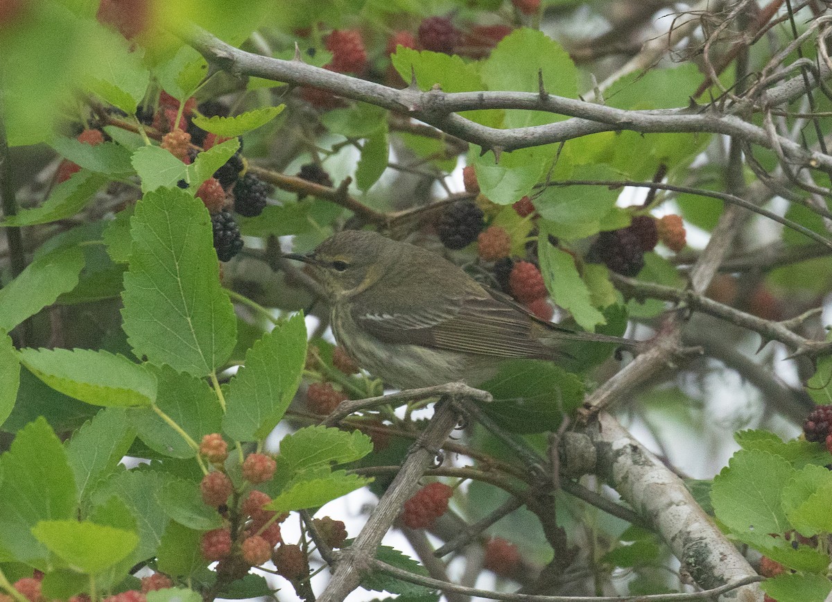 Cape May Warbler - ML618697427