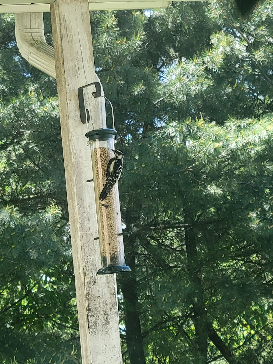Downy Woodpecker (Eastern) - ML618697440
