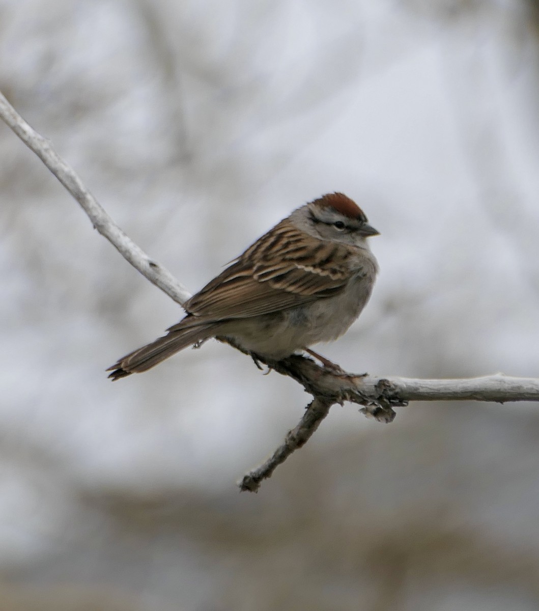 Chipping Sparrow - ML618697484