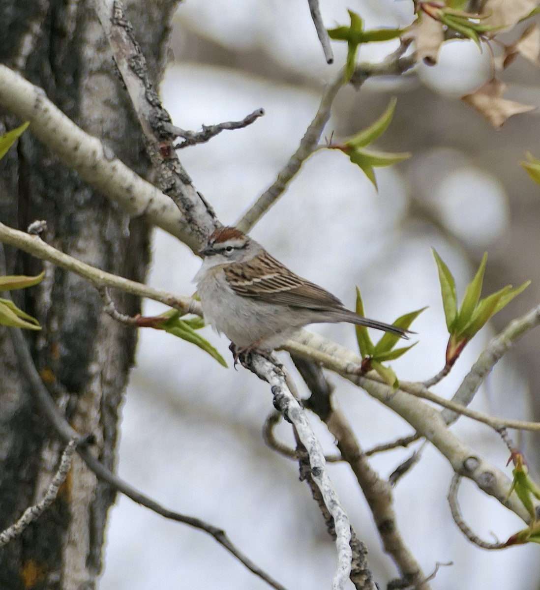 Chipping Sparrow - ML618697487