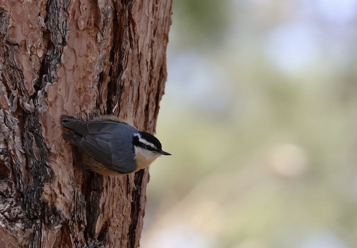 Red-breasted Nuthatch - ML618697498