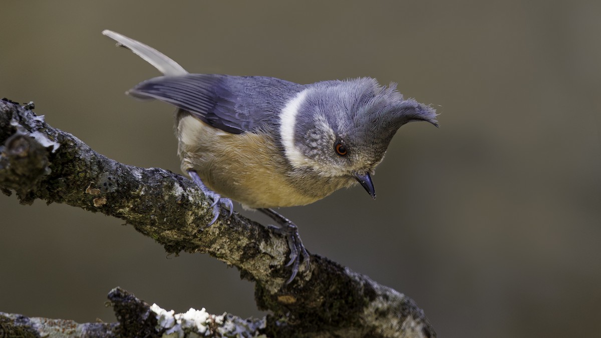 Gray-crested Tit - ML618697538