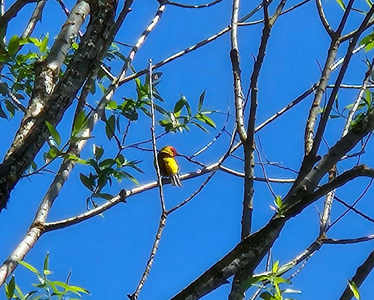 Western Tanager - ML618697558