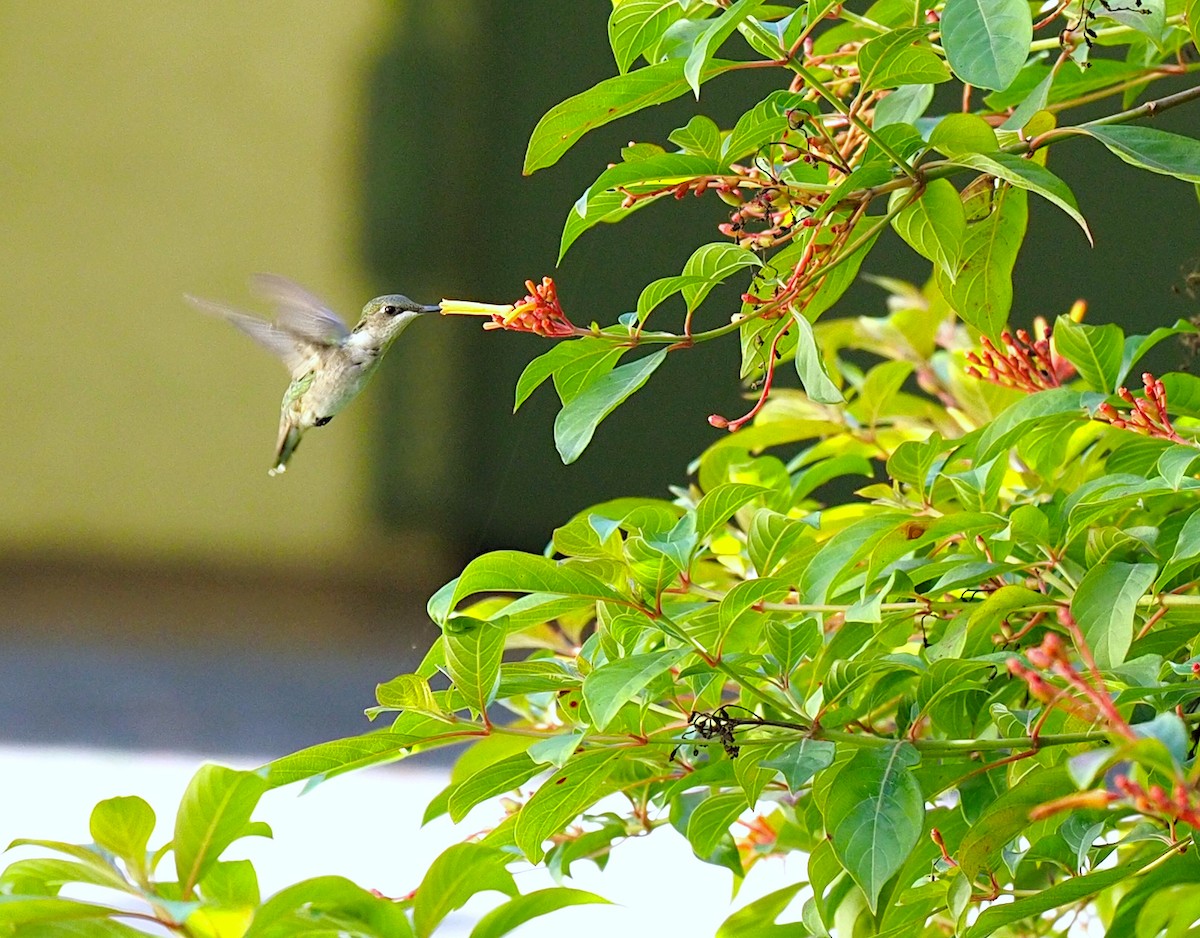 Ruby-throated Hummingbird - ML618697559
