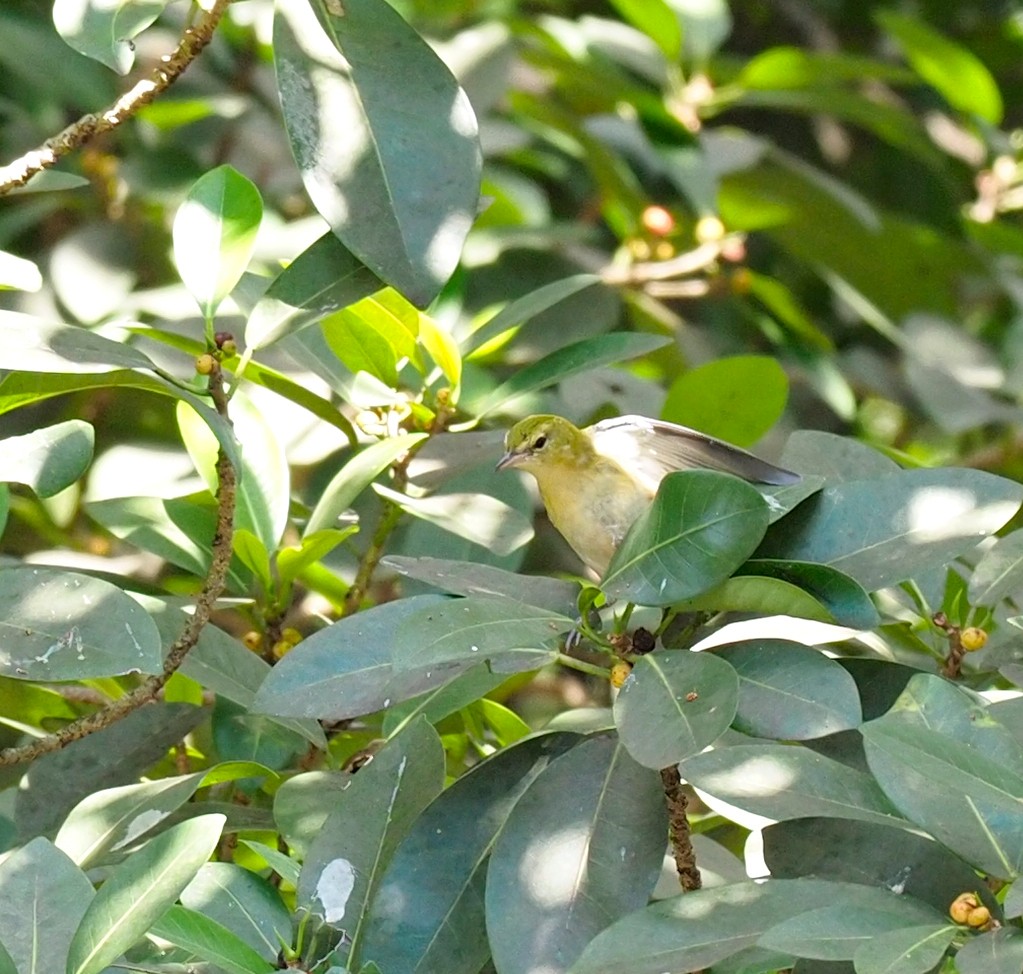 Bay-breasted Warbler - ML618697589