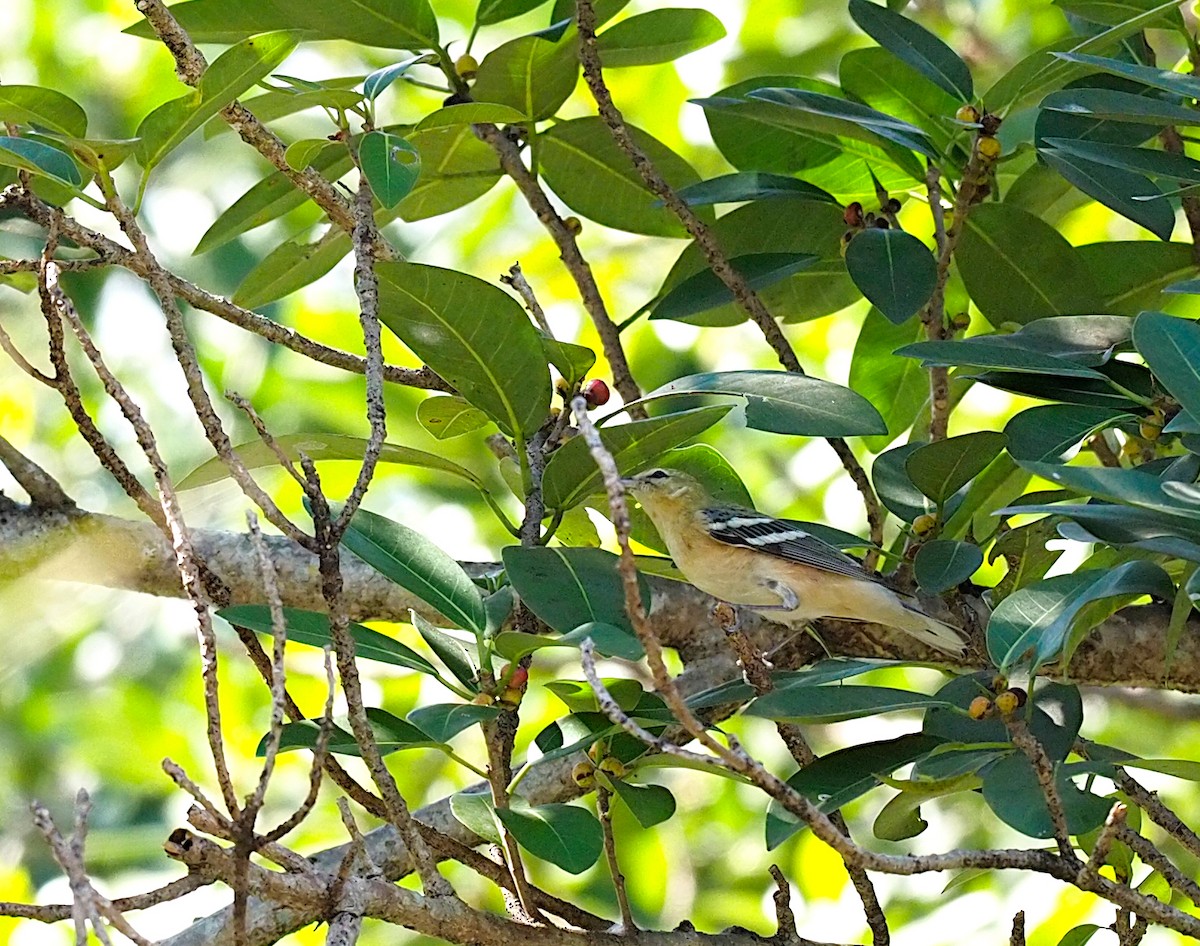 Bay-breasted Warbler - ML618697590