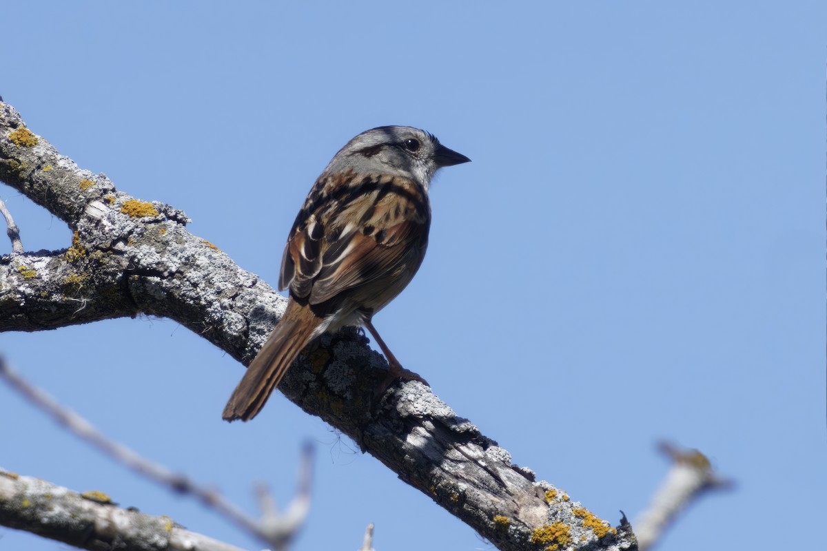 Swamp Sparrow - ML618697600