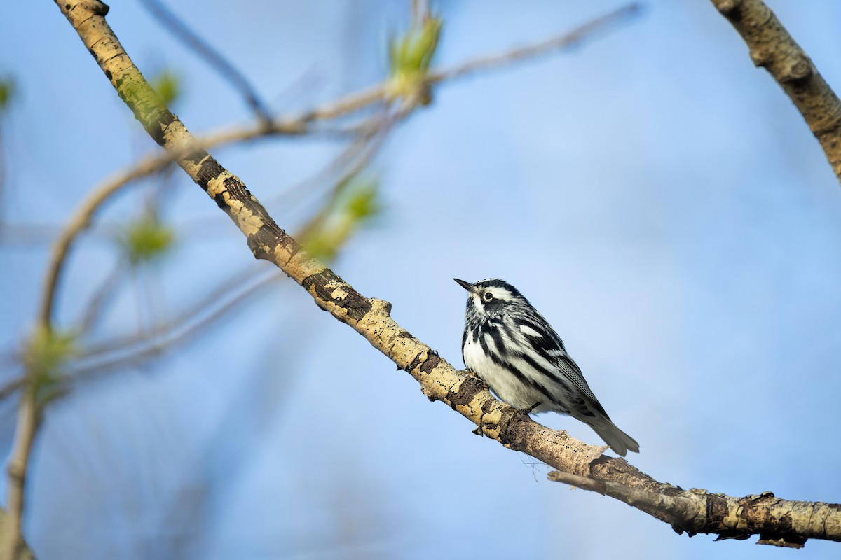 Black-and-white Warbler - ML618697603