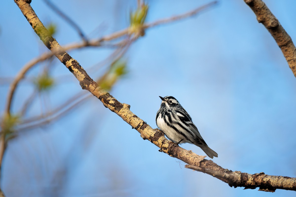 Black-and-white Warbler - ML618697604