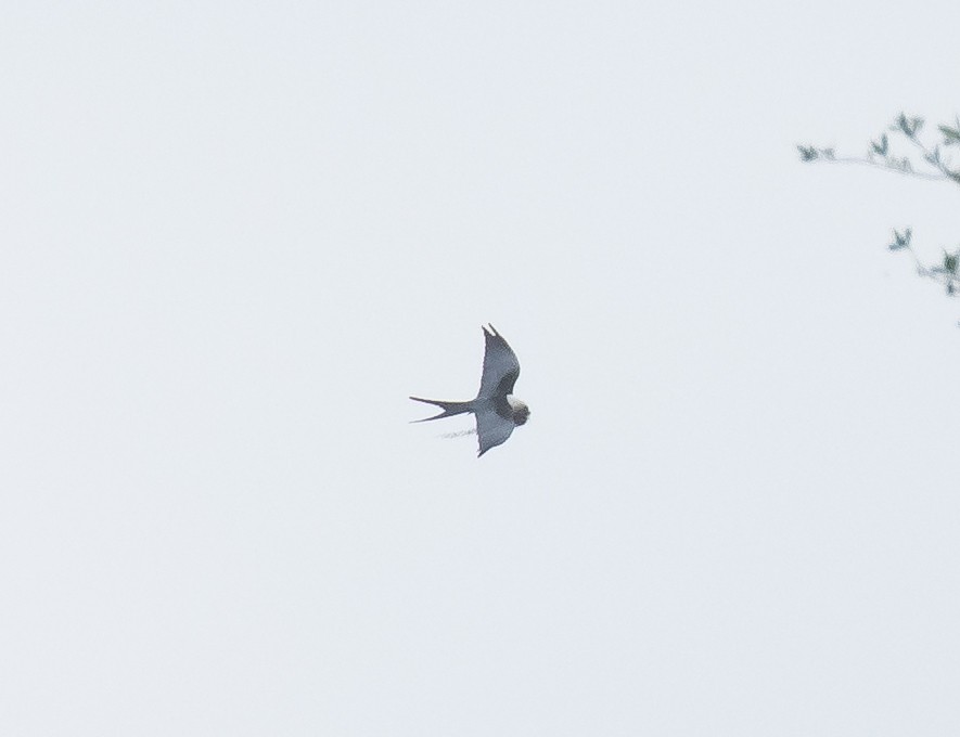 Swallow-tailed Kite - ML618697605