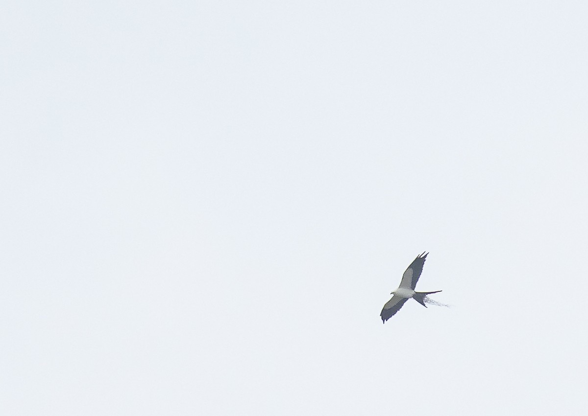 Swallow-tailed Kite - ML618697606