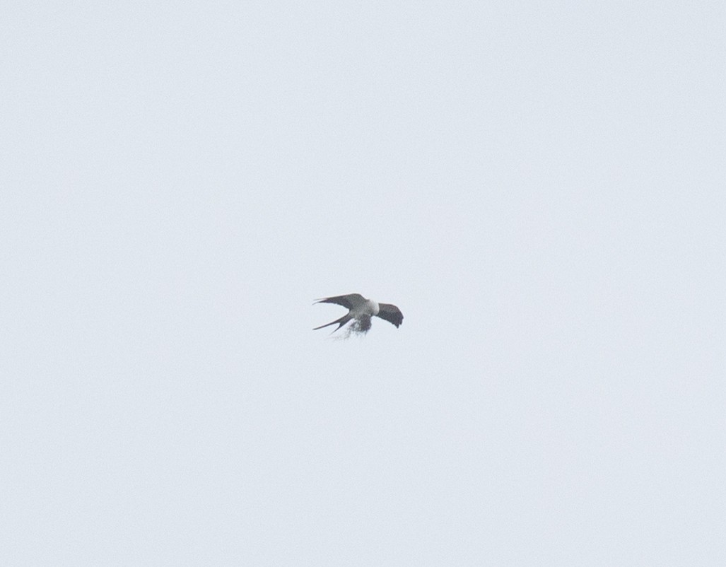 Swallow-tailed Kite - ML618697607