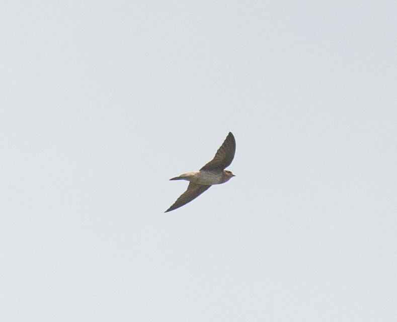 Cave Swallow - ML618697626